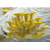 Мицелий Вешенки лимонно-желтой / золотой (Pleurotus citrinopileatus)